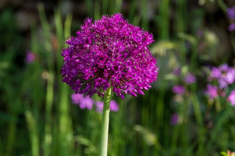 allium, flower, plant-8068042.jpg