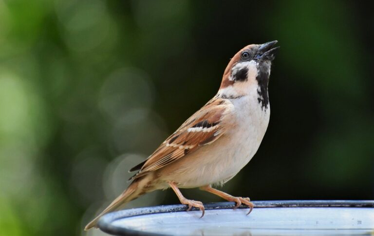 bird, sparrow, ornithology-8051051.jpg