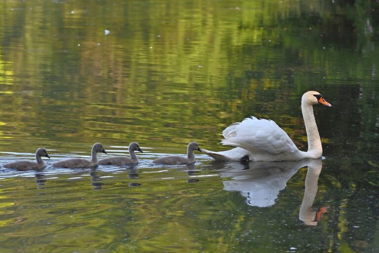 swans, mute swans, cygnets-8062731.jpg