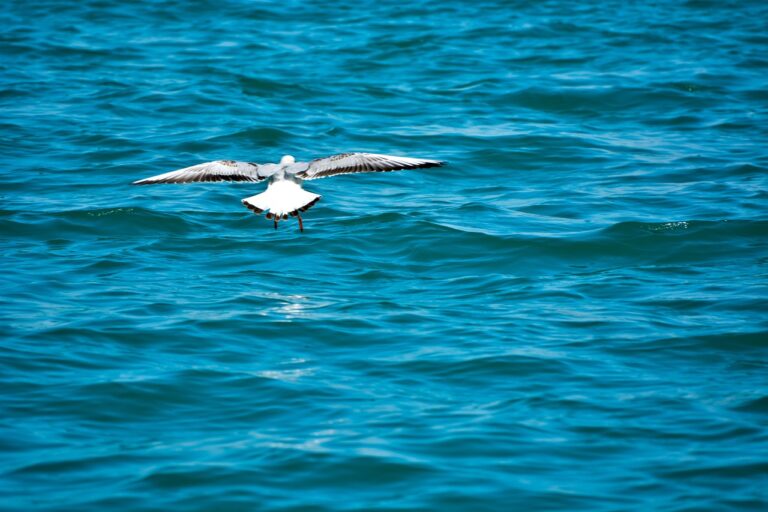 white pigeon, sea, india-3655984.jpg